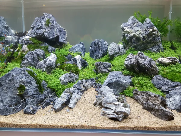 Seiryu Stone Freshwater Mixed Sizes