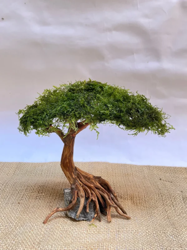 Aquarium Driftwood Moss Bonsai Tree