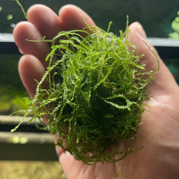 Java Moss [Vesicularia Dubyana] - Image 2