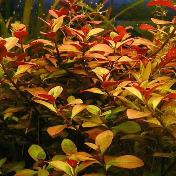 Ludwigia Repens - Image 3