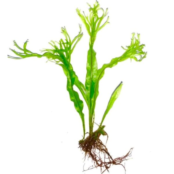 Java Fern "Windelov" [Lacy Java Fern] - Image 4