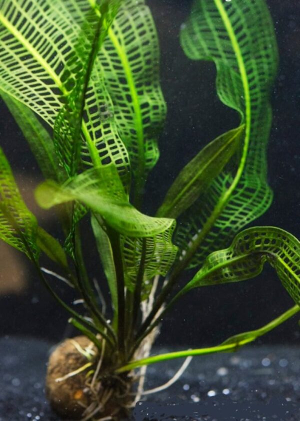 Madagascar Lace Plant [Aponogeton Madagascariensis] - Image 6