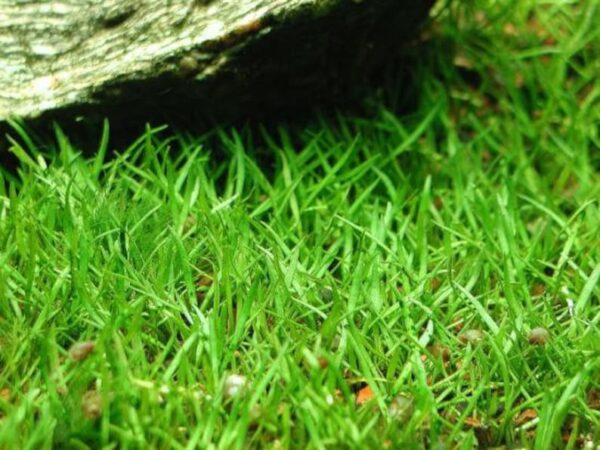 Micro Sword (Lilaeopsis Brasiliensis) - Image 6