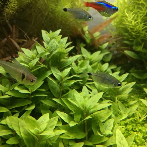 Staurogyne Repens - Image 8